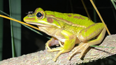 Curious Behavior: The Enigma of Mosquitoes Perching on Frog Nostrils Unveiled